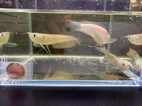 aqua huna fish for sale.